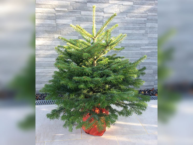 Potted Real Christmas Tree